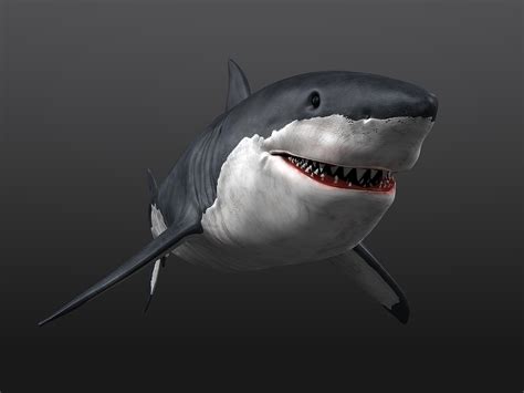 3d great white shark animation