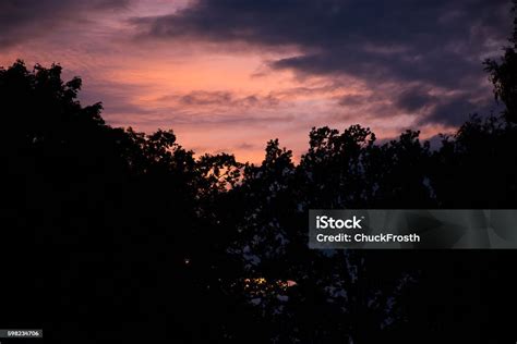 Pink Sunset Sky With Dark Tree Silhouettes Stock Photo - Download Image ...