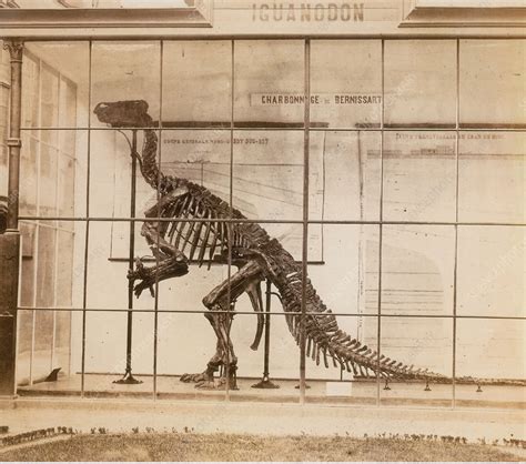 Iguanodon Skeleton, Mesozoic Dinosaur - Stock Image - C033/4165 - Science Photo Library