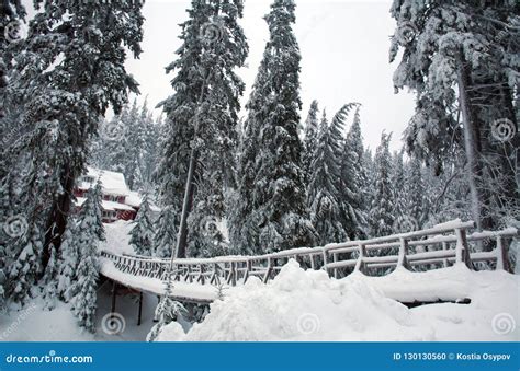 Snow Covered Wooden Bridge in Winter Pine Forest Stock Photo - Image of ...