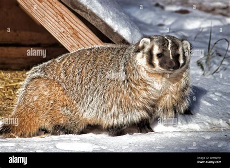 American Badger. Full body closeup of badger in snow Stock Photo - Alamy