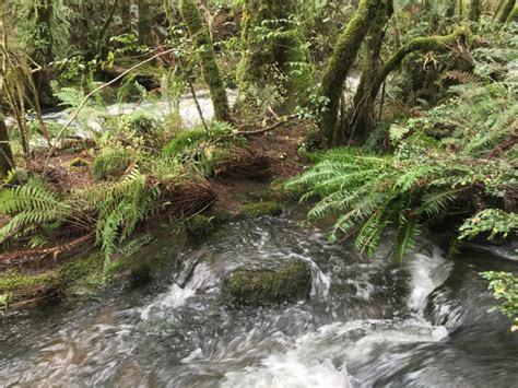 Riparian Rainforest – Forest Walks Lodge: Deloraine Lodge Accommodation