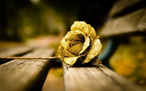 Free download Wonderful Gold Rose Wallpaper 44883 1680x1050 px ...