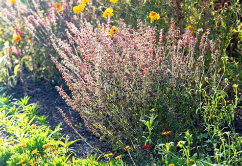 How to Grow and Care for Pineapple Sage