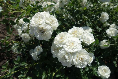 White Rose Cultivars – Learn About Different Types Of White Rose ...