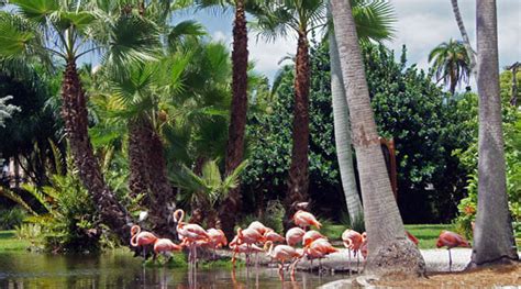 A Visit to Sarasota Jungle Gardens | Sarasota Magazine