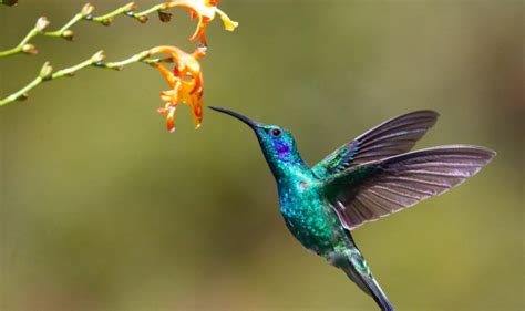 Hummingbird vs Hummingbird Moth - Bird Sector