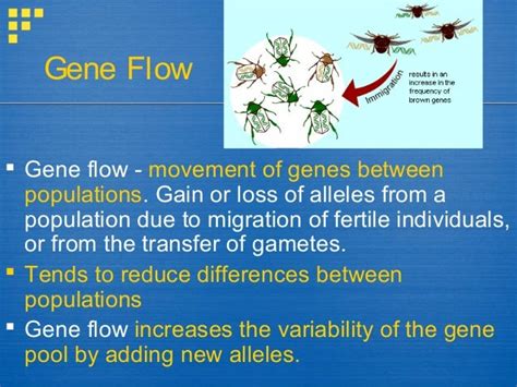 Natural selection, genetic drift, gene flow