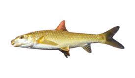 Yellowfish Fishing: Species info, charters and destinations - FishingBooker