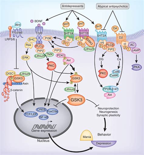 Signal transduction pathways mediating the actions of lithium and...