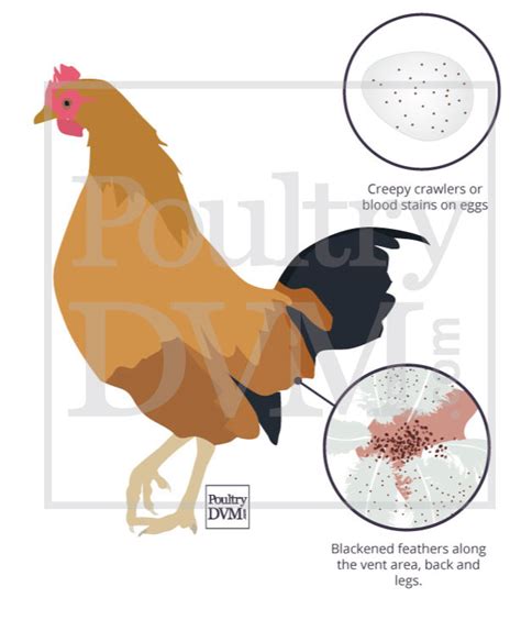 30 HD How Can I Tell If My Chickens Have Mites - insectza