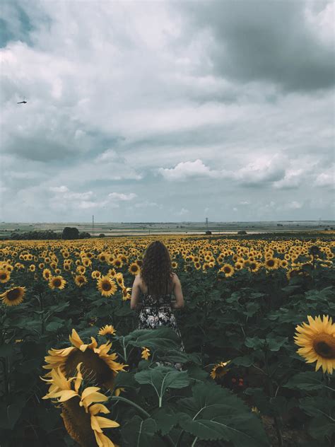 Sunflower Farm Photos, Download The BEST Free Sunflower Farm Stock Photos & HD Images