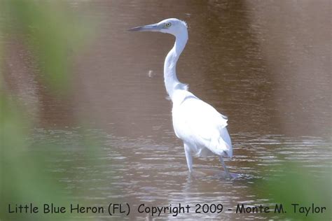 Little Blue Heron