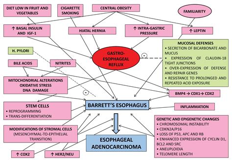 What is the best Barrett's esophagus diet? - powerpointban.web.fc2.com