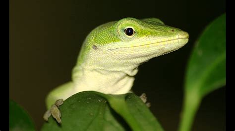 Feeding my Anole lizard - YouTube