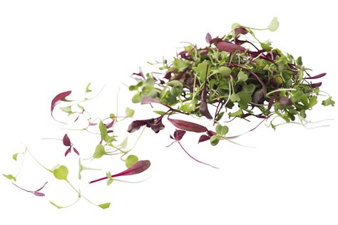 Micro leaves salad mix 30gr. stuk (142167), KOPPERT | Kruiden & cressen ...