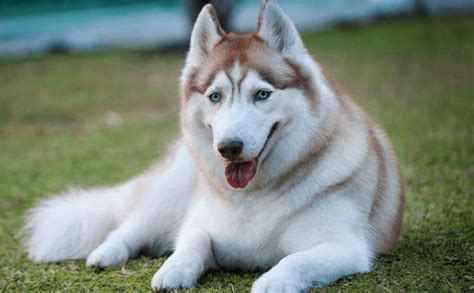 Chó husky thuần chủng có giá bao nhiêu? - Pet House - Cửa hàng thú cưng ...