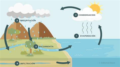 Ciclo del Agua - Qué es, etapas y características