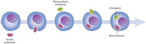 The origin of mitochondria and chloroplasts | Learn Science at Scitable