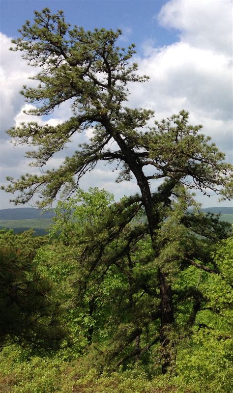 17 Common Types of Pine Trees in Georgia - ProGardenTips