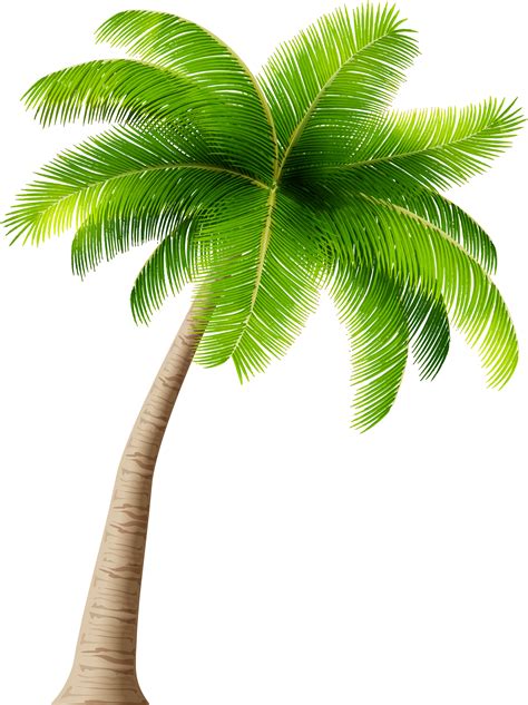 Palm Tree Png Clipart Image Transparent Background Coconut Free Png | Sexiz Pix