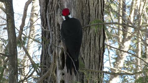 Pileated Woodpecker (male) drumming on hollow tree (Ontario, Canada). - YouTube