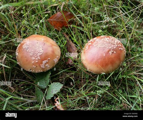 The Blusher Fungus, Amanita rubescens, Amanitaceae. Edible when cooked, poisonous raw. Very ...