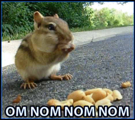 New Beginnings 66 | Chipmunks, Memes, Funny pictures