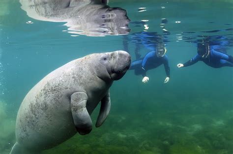 Family manatee 10/19 - Fun 2 Dive Manatee Tours, Crystal River Traveller Reviews - Tripadvisor