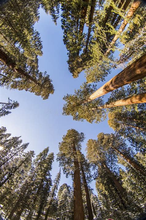 Sequoia Tree in Sequoia National Park during Winter, California Stock Photo - Image of ...