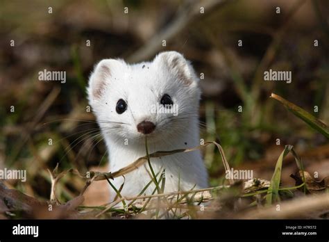 Short-tailed Weasel (Mustela erminea) in winter coat, Germany Stock Photo - Alamy