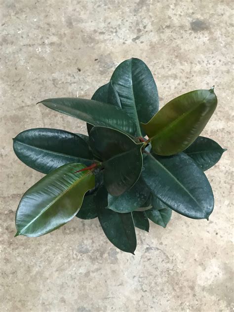 Ficus Elastica Robusta (Green) – Westlake Nursery