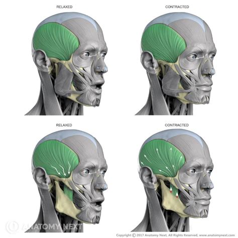 Temporalis | Encyclopedia | Anatomy.app | Learn anatomy | 3D models ...