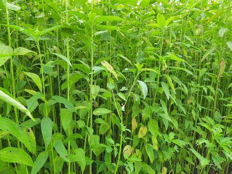 Jute Plants in the Field. Jute Cultivation in Assam in India Stock Image - Image of business ...