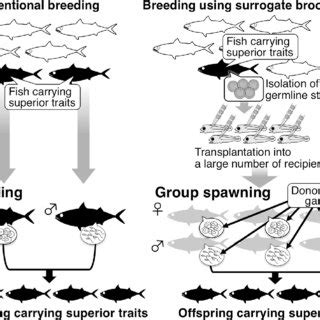 (PDF) Application of surrogate broodstock technology in aquaculture