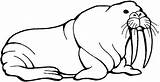 Walrus Coloring Pages For Kids sketch template