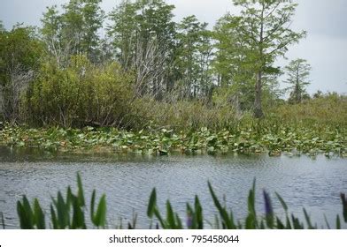 Plants Flowers Florida Everglades Stock Photo 795458044 | Shutterstock