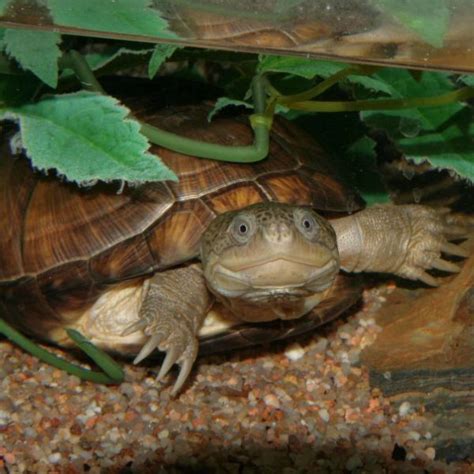 African Sideneck Turtle Care (African Mud) - All Turtles