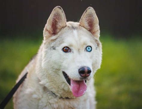 Husky Eye Color: The Complete Guide