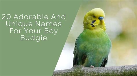 20 Adorable And Unique Names For Your Boy Budgie