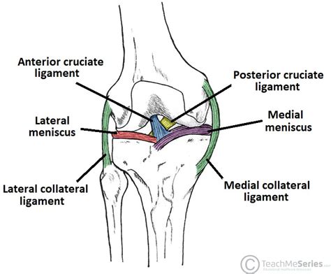 Lateral Collateral Ligament (LCL) - Back in Action