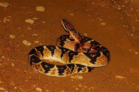 10 of the Largest Venomous Snakes in the World - Wildlife Informer