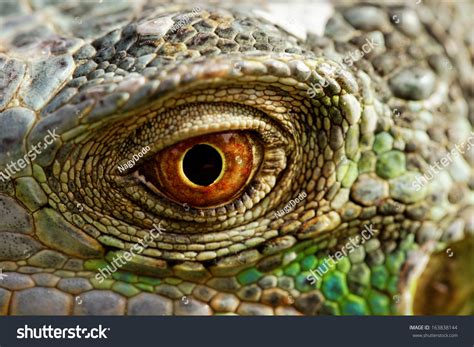 Macro Of A Fantastic Green Iguana Eye Stock Photo 163838144 : Shutterstock