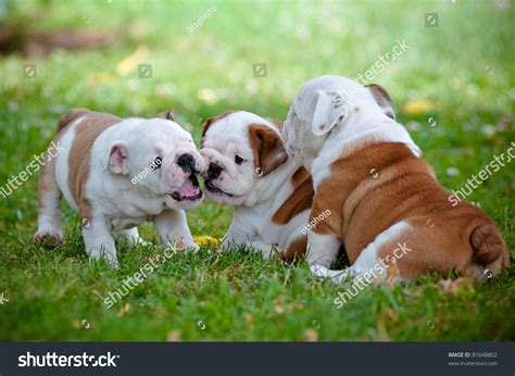 English Bulldog Puppies Playing Together Stock Photo 81648802 ...