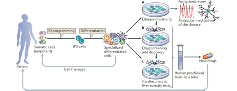 Human iPS cell derivation, differentiation and applications. Adult ...