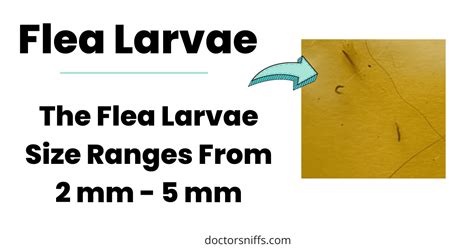 What Do Flea Larvae Look Like? [And What Is the Actual Size?]