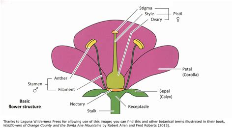 Calyx Plant