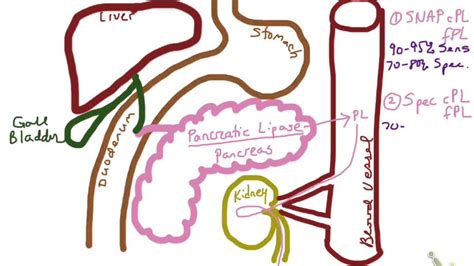 Pancreatic Lipase - YouTube