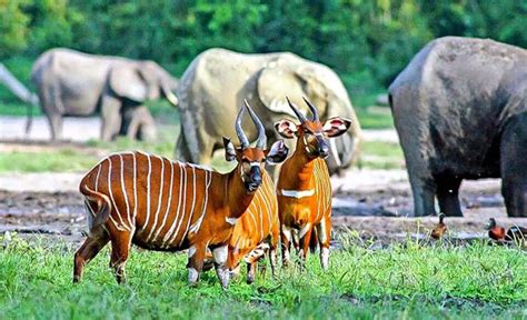 Kameruns Nationalparks Entdecken | Discover-Cameroon