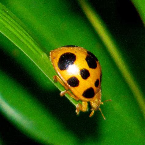 Squash Lady Beetle - Epilachna borealis - BugGuide.Net